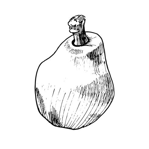 pear watercolor and sketch vector