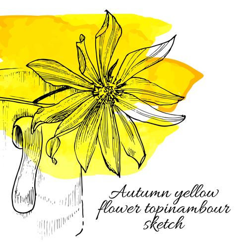 hand drawn yellow flower topinambour sketch vector