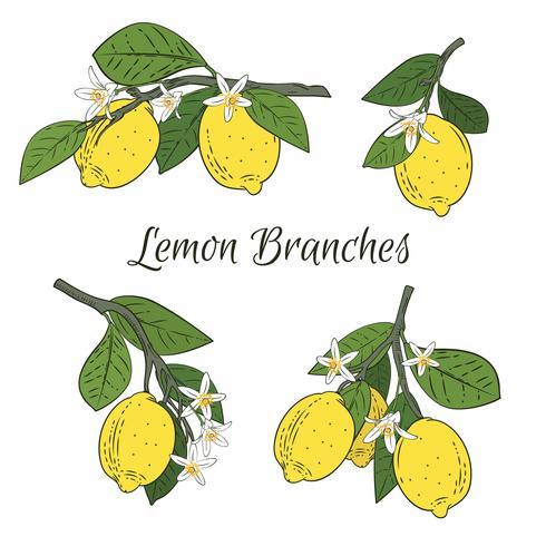 Set collection of branches with lemons, green leaves and flowers. Citrus fruits isolated on white background. Vector illustration