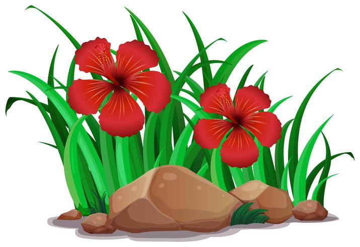 Red hibicus in the bush vector