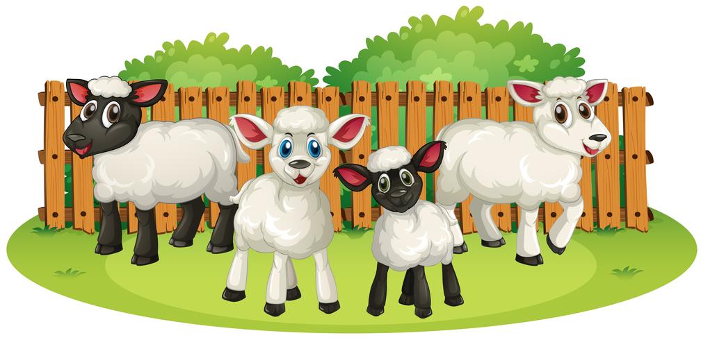 Four lambs on the farm vector