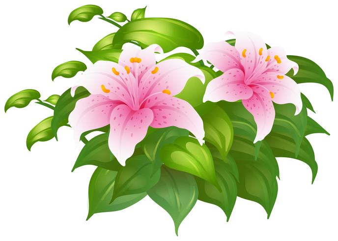 Pink lily flowers in green bush vector