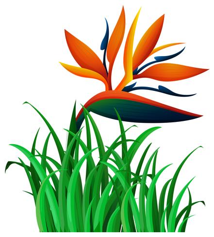 Bird of paradise flower in the bush vector