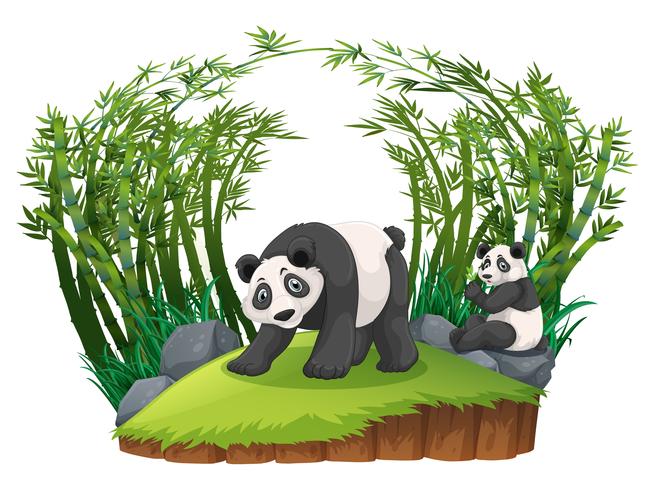 Dos pandas en el bosque de bambú. vector