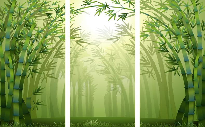 Escenas de bosque de bambú con niebla vector