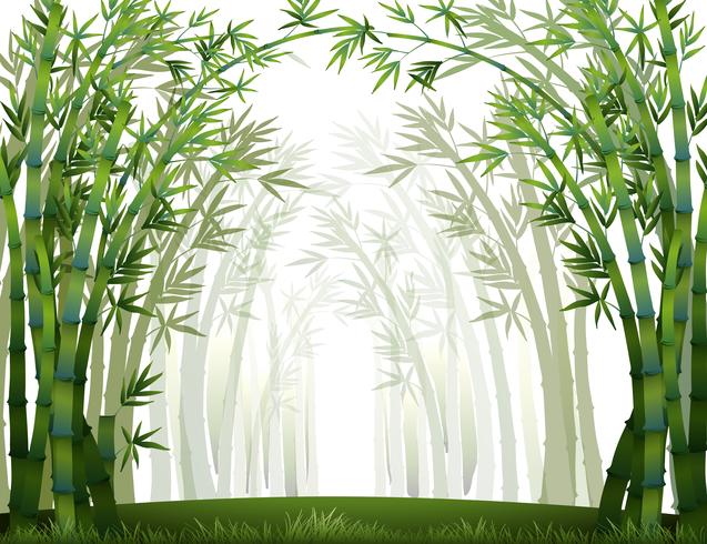 Bamboo vector