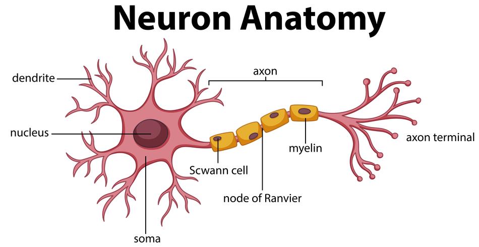 Diagrama de la anatomía neuronal vector