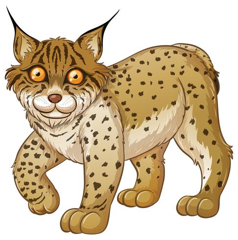 Lynx vector