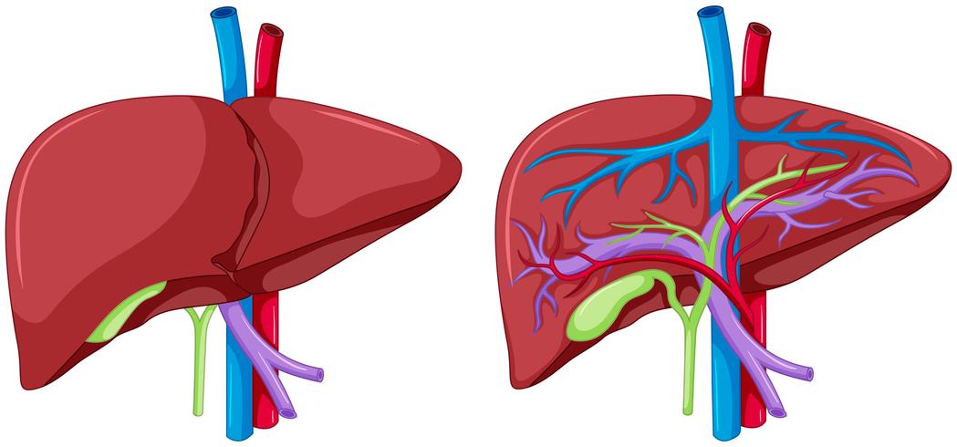 Dos diagramas de anatomía del hígado. vector