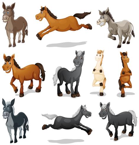 Caballos y burros en diferentes poses. vector