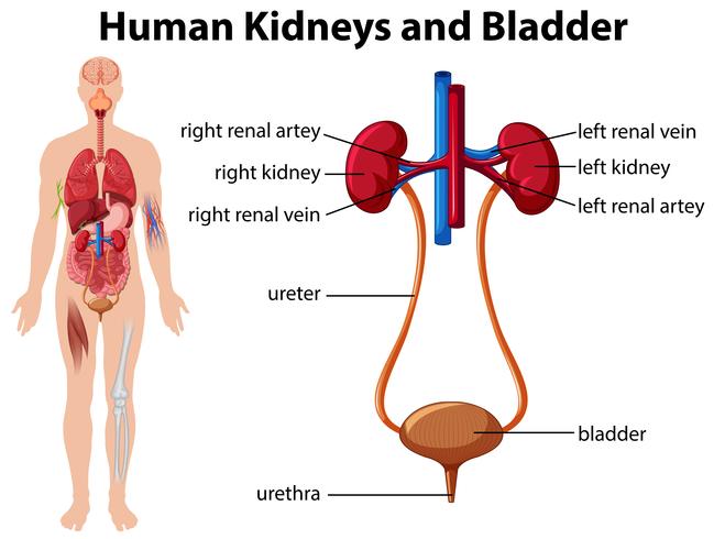 Riñones humanos y vejiga vector