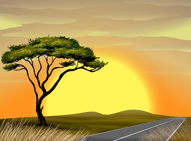 Savanna scene at sunset vector