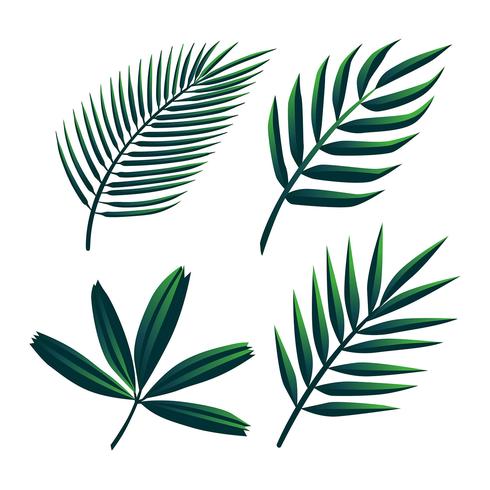 Tropical Palm Green Leaves Clipart Set Vector