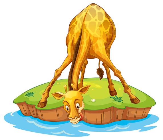 Giraffe on island drinking vector