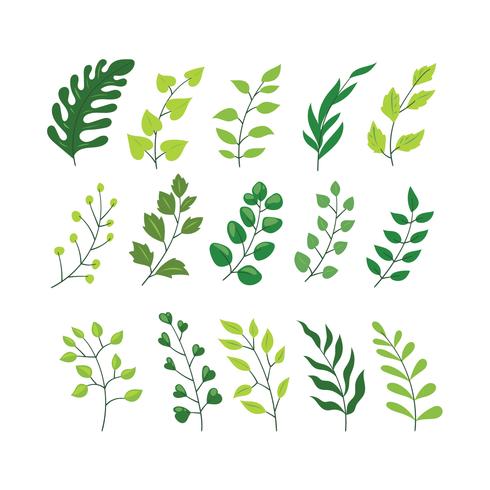 Vector Designer Elements Set Collection of green Forest Fern