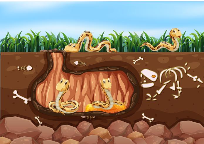 A Snake Family Living Underground vector