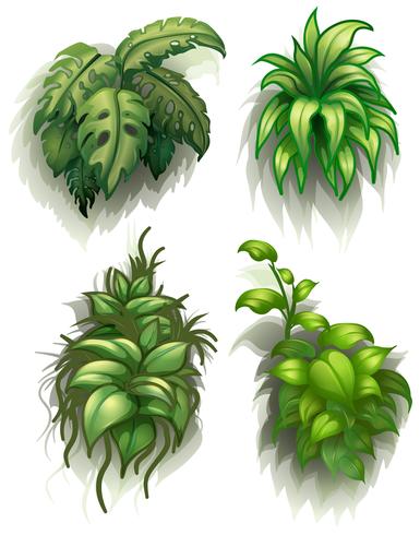 Leafy plants vector