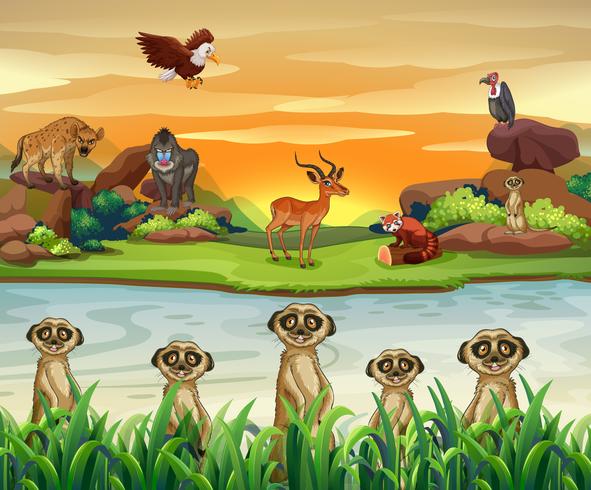 Wild animals by the river vector