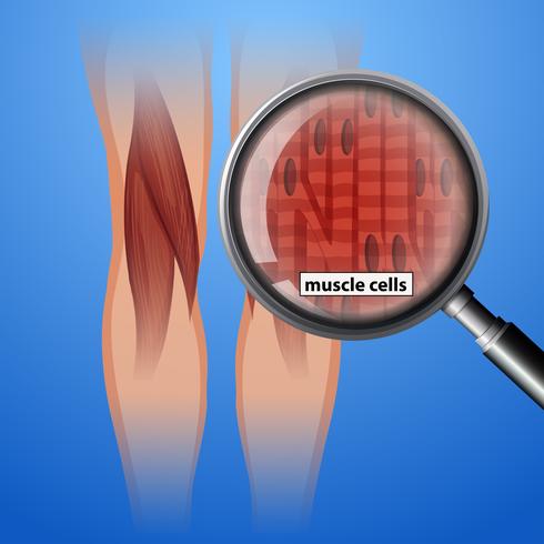 Human anatomy muscle cells vector