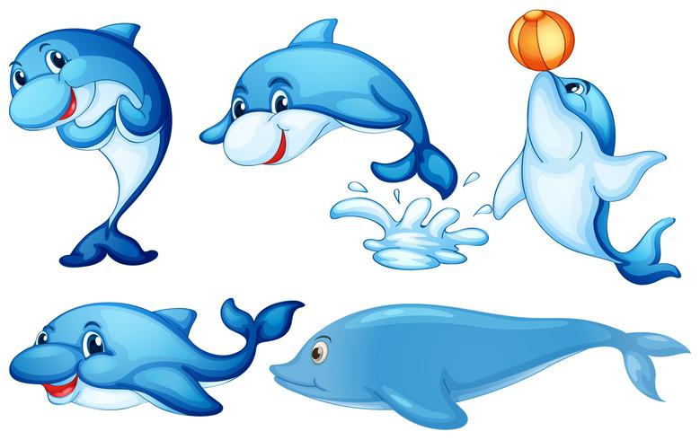 Playful dolphins vector