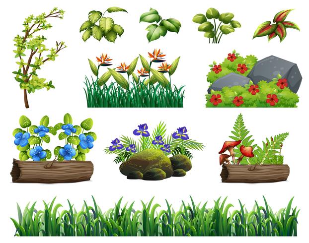 A Set of Forest Element vector