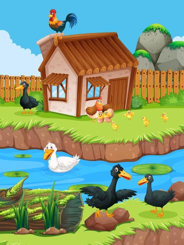 Escena de la granja con patos y gallinas. vector