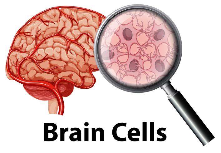 Células del cerebro humano en backgrounf blanco vector