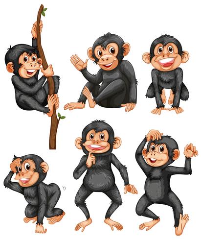 A set of ape on white background vector