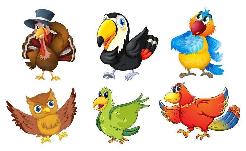 Mixed birds on a white background vector