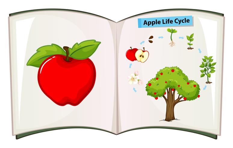 Book of apple life cycle vector