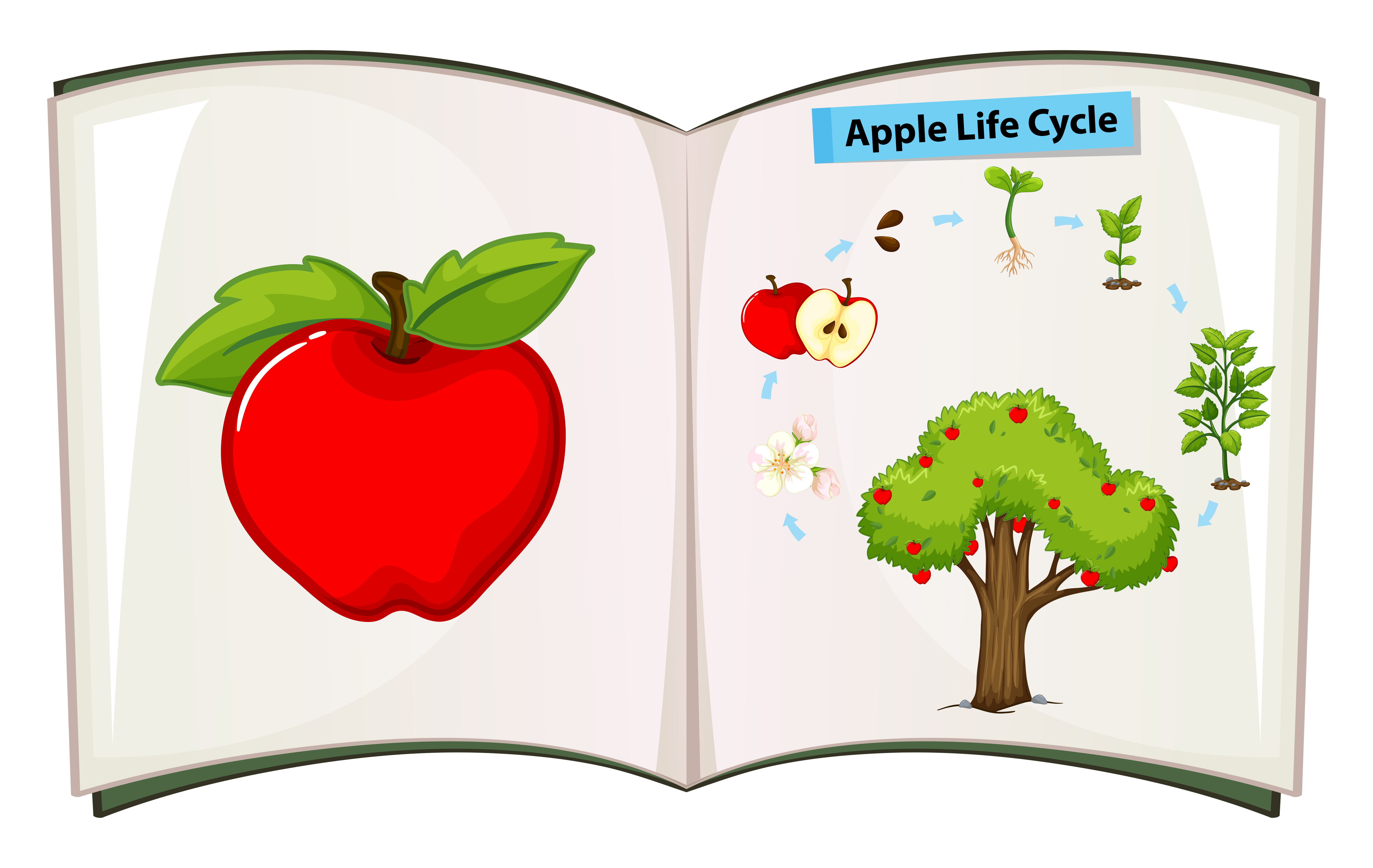 Life Cycle Of Apple Tree Cartoon Vector EDA