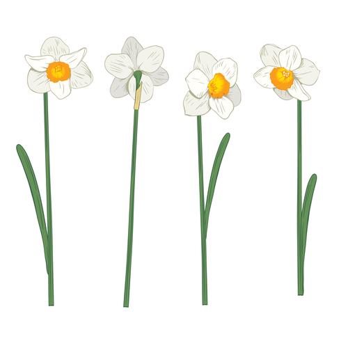 Narcisus. Establecer colección. Dibujado a mano ilustración botánica sobre fondo blanco. vector