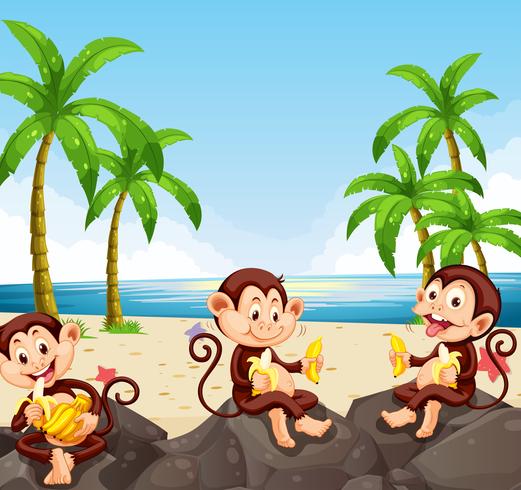 Monkey eating banana at the beach vector