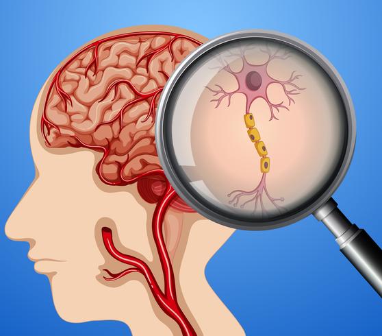 Human Anatomy of Brain Neuron Nerves vector