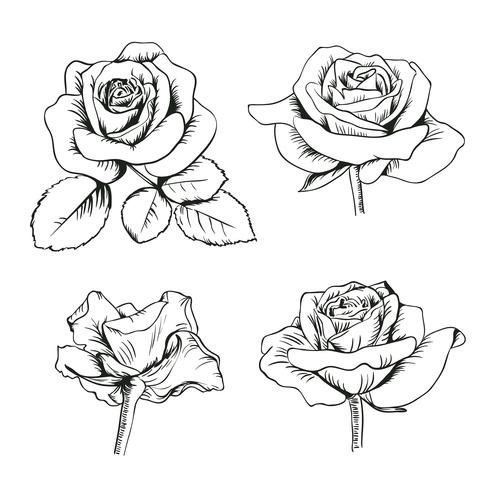 Set collection of enfraved roses with leaves isolated on white background. Vector illustration