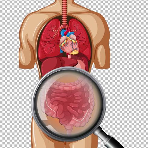 Anatomia humana del intestino vector