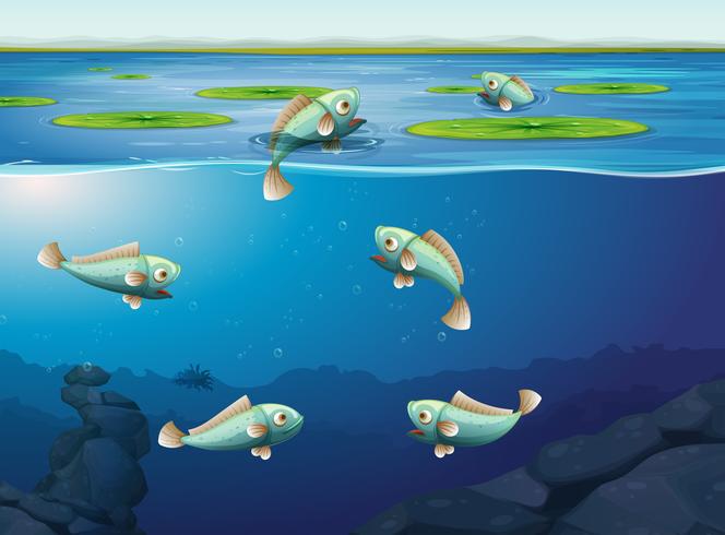 Set of fish underwater vector