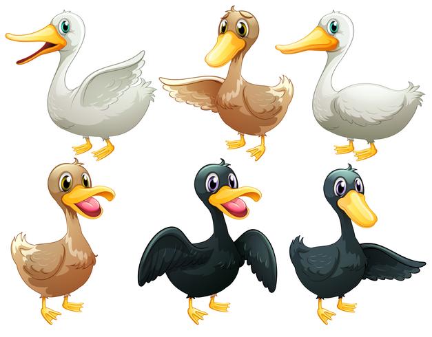 Patos y gansos vector