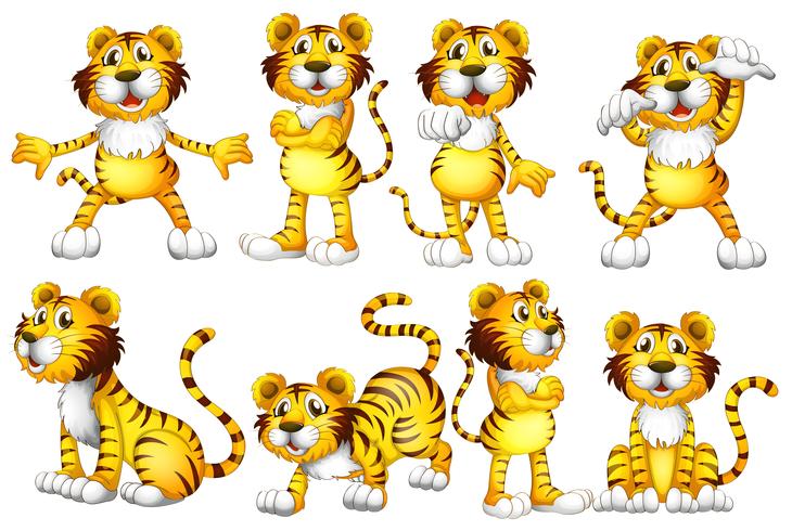 Tiger set vector