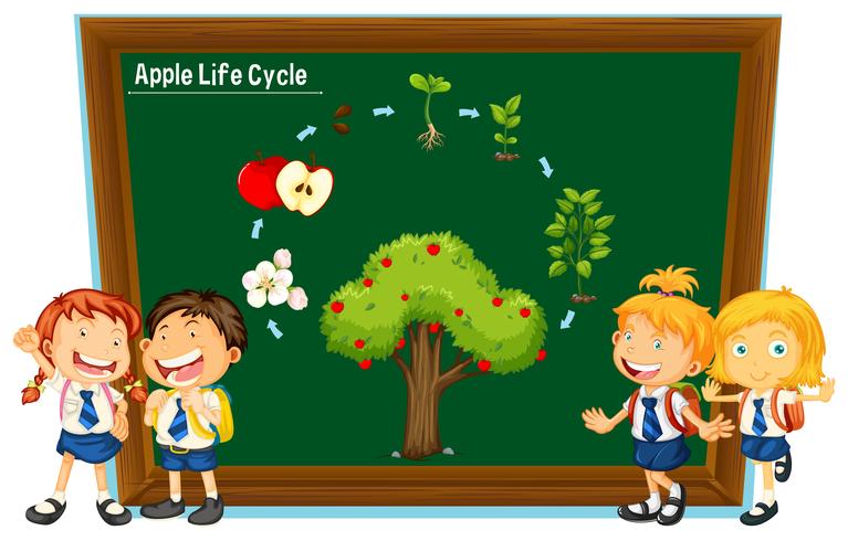 Students and diagram of apple life cycle vector