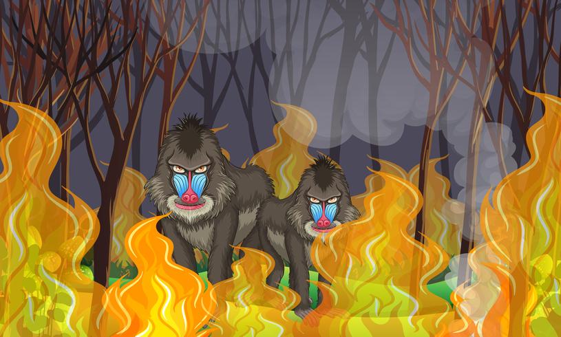 Babuinos en el bosque de incendios forestales vector