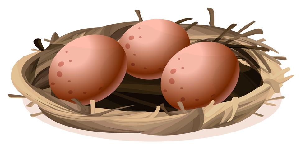 A nest with three eggs vector