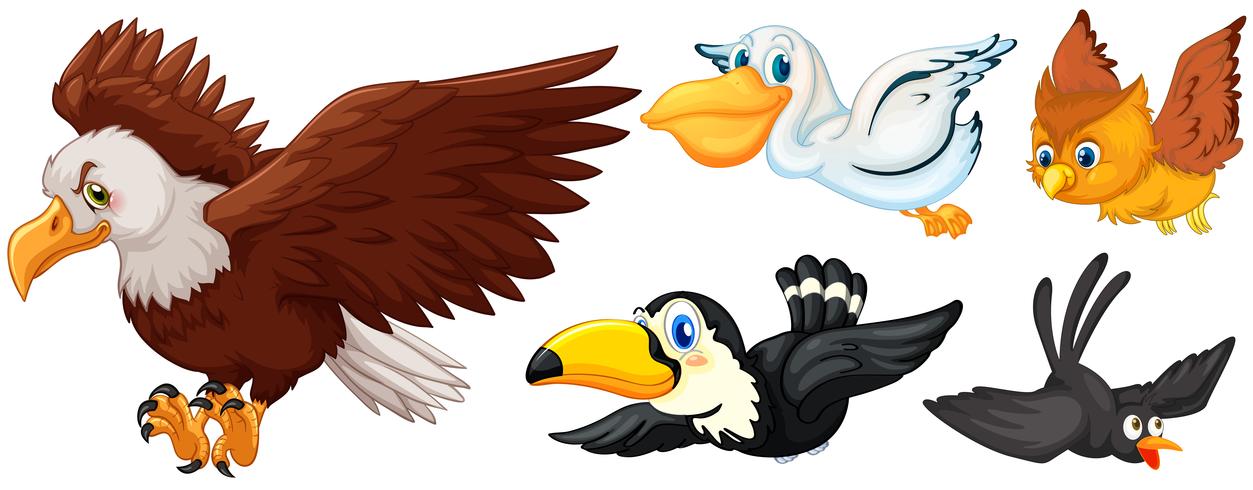 Different types of birds flying vector