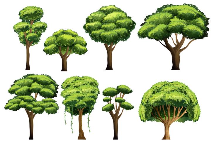 Conjunto de arboles vector