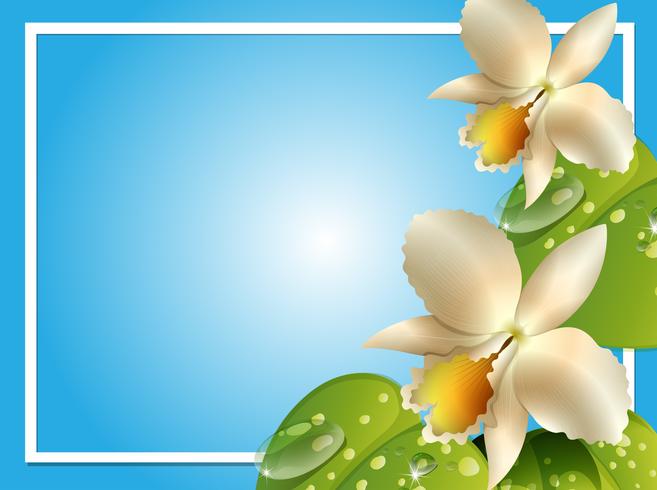 Border template with white orchids vector