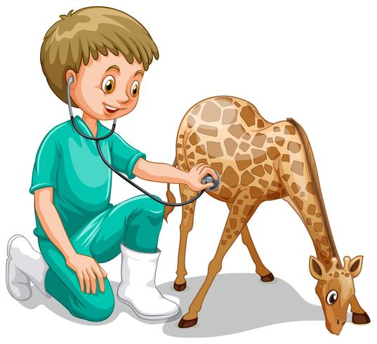 A Male Veterinarian Check Up Giraffe vector