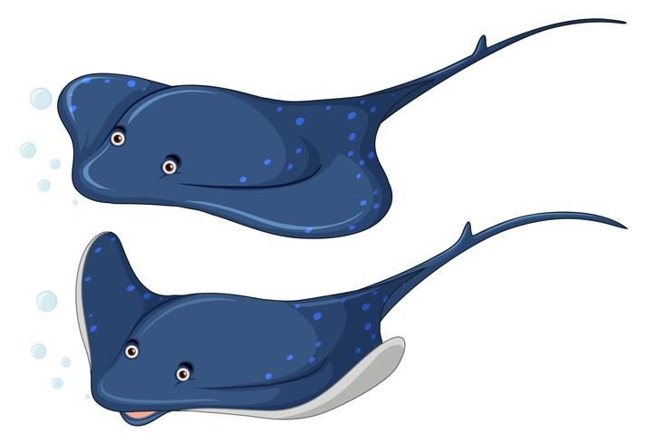 Set of stingray character vector