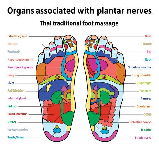 foot massage vector