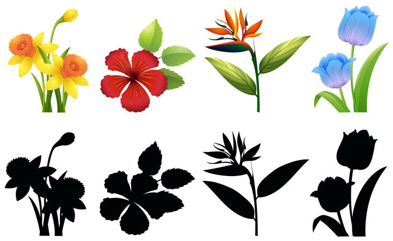 Four types of flowers on white background vector