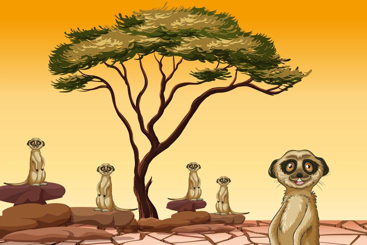 Meerkat living in dry land vector